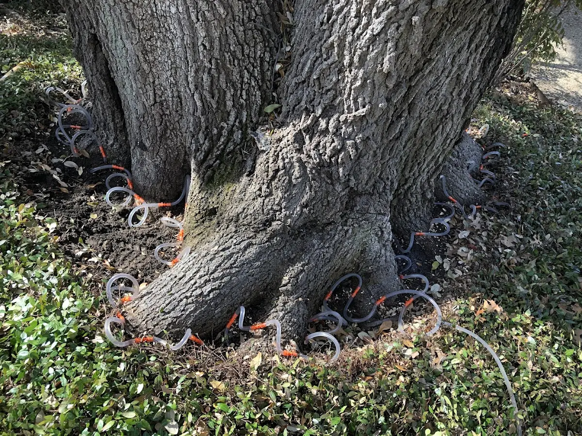 Detailed Tree Cabling and Bracing job site in Oradell