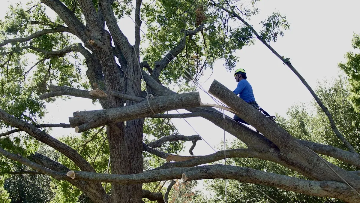 Professional Crown Thinning performed by certified arborists in Oradell